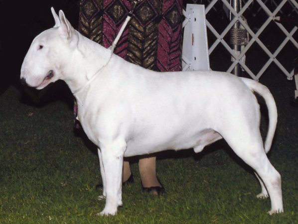 SARAJENI WHITE GRANDALF | Bull Terrier 