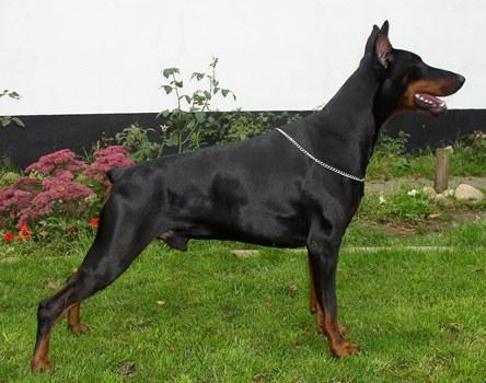 Arab v. Fachenfelde | Black Doberman Pinscher