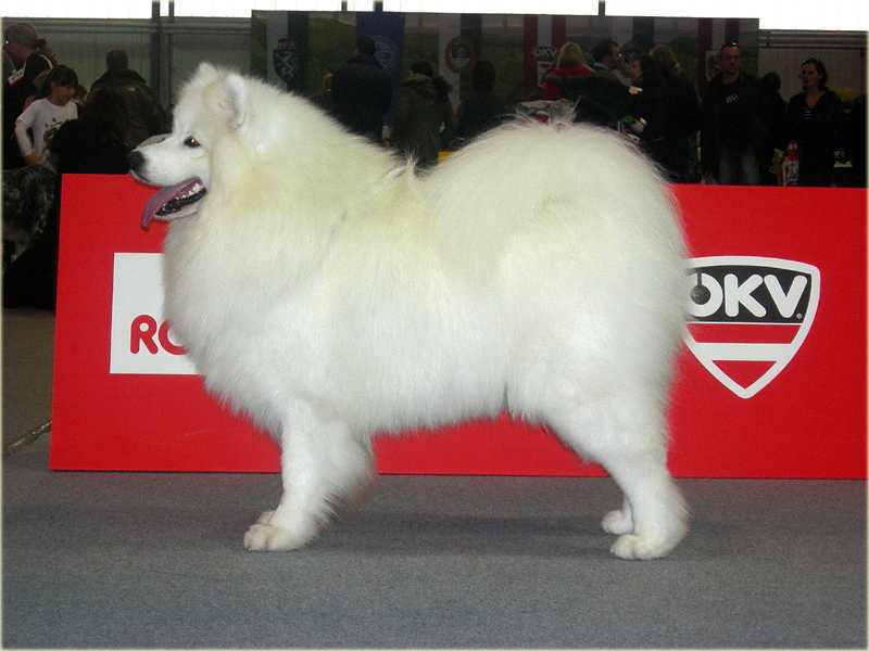 Royal Star White Del Baffin | Samoyed 