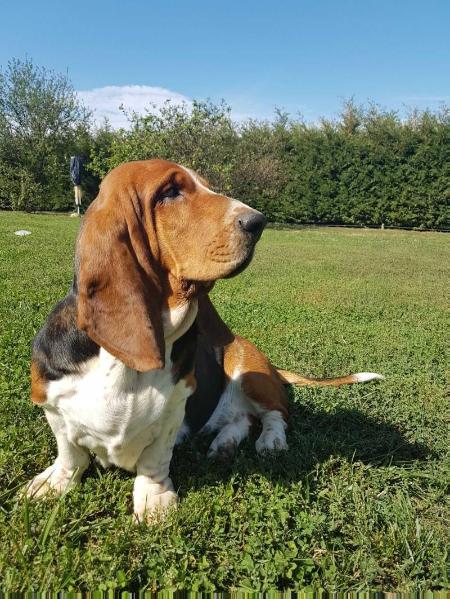 Aphrodite of Sasa Resi | Basset Hound 