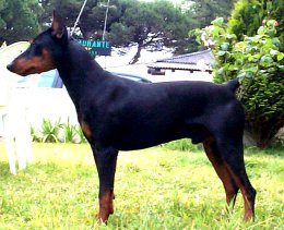 ROMULUS de la Capelliere | German Pinscher 