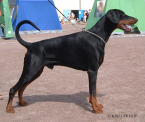 Jean Dark Weekend-Wannabe | Black Doberman Pinscher