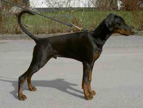 Jean Dark Ck One | Black Doberman Pinscher