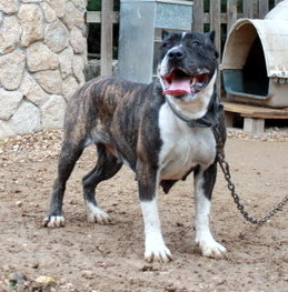 Mandragora de IronBull | Perro de Presa Canario 