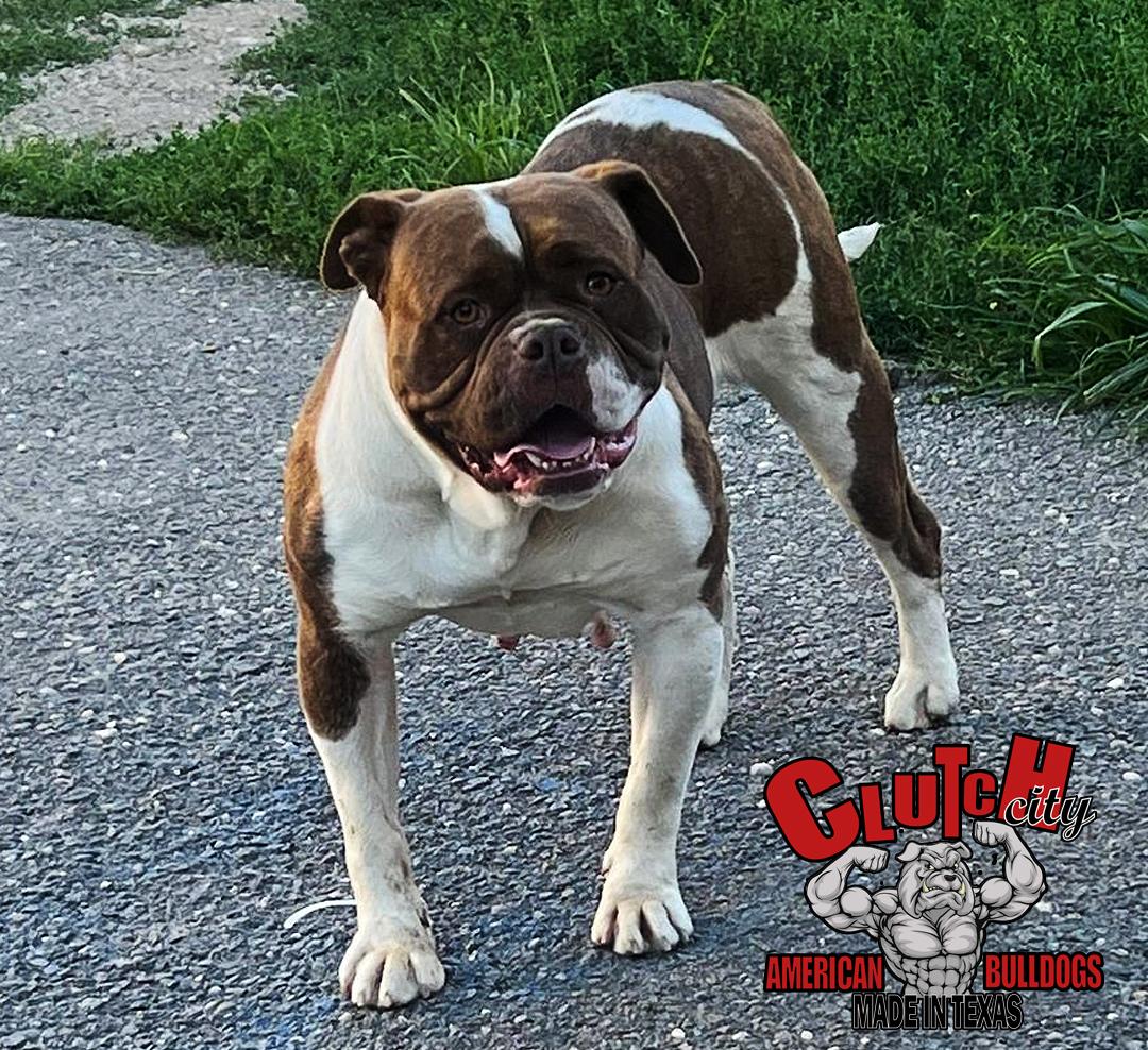Clutch City's Missy | American Bulldog 