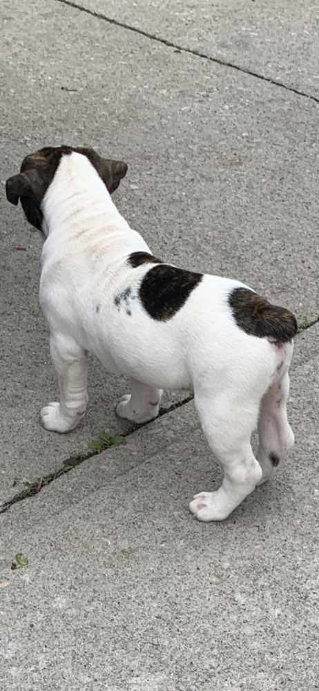 Duke Whiting | Olde English Bulldogge 