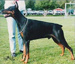 Jean Dark Exlusive-Echo | Black Doberman Pinscher