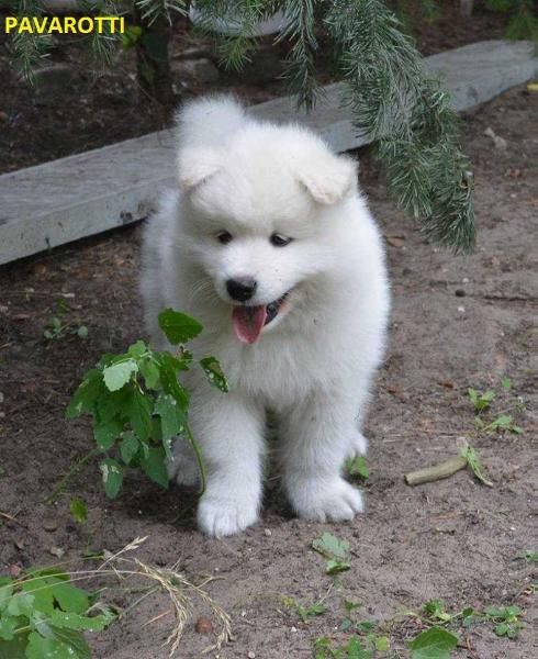 PAVAROTTI WINTERFIELD The Glow Of The Snowy Star | Samoyed 