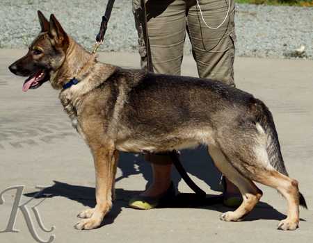 Eve of Kreative | German Shepherd Dog 