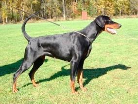 Mezzrow's Gillian | Black Doberman Pinscher