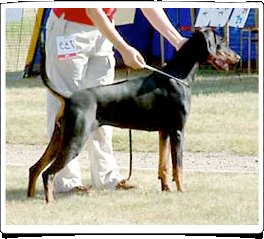 Mezzrow's Fianna | Black Doberman Pinscher