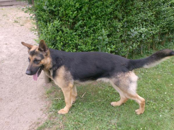 Largo von Pacha's Nachkomm | German Shepherd Dog 