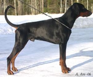 Mezzrow's Flinta | Black Doberman Pinscher