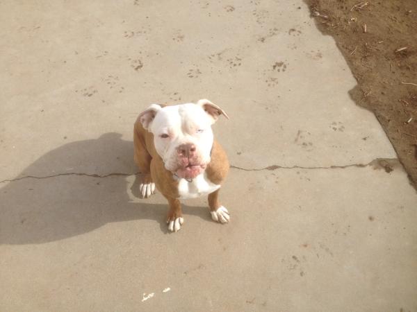 Lizzy Blue Eye Borden | Olde English Bulldogge 