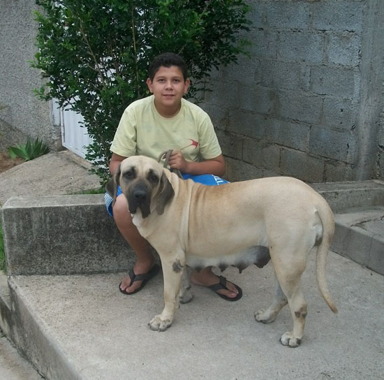 Unifila Isis da Pedra do Rei | Fila Brasileiro 