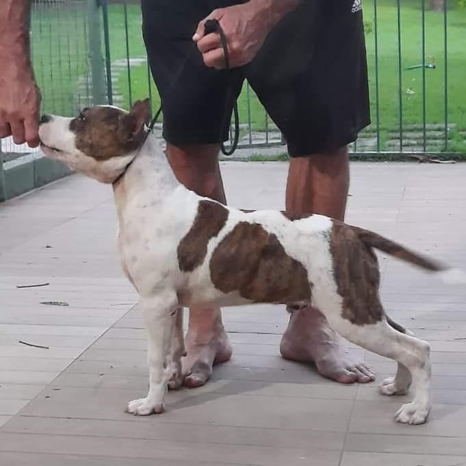 Brazilian Black Belt Blaster | American Staffordshire Terrier 