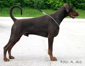 Jean Dark Yang | Brown Doberman Pinscher