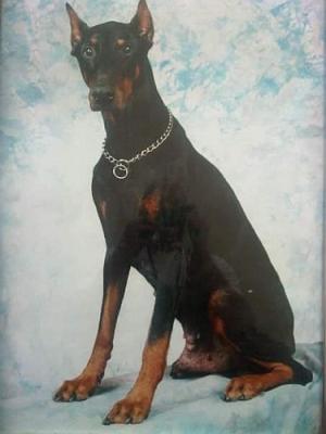 Donar v. Benhariheim | Black Doberman Pinscher