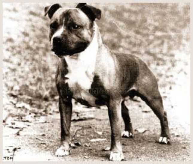 Redstaff King | Staffordshire Bull Terrier 