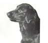 Atherbram Stella | Flat-Coated Retriever 