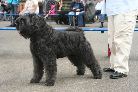 Donna Jet v. Dafzicht | Bouvier des Flandres 