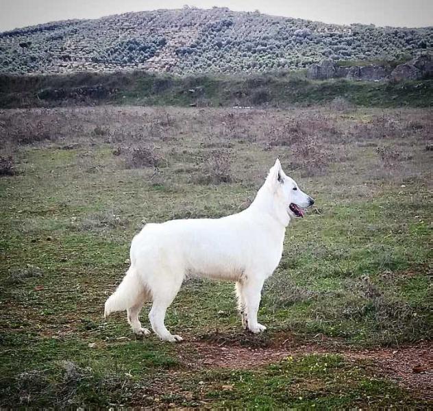 Samira de Reyes del Endrinal | White Swiss Shepherd Dog 