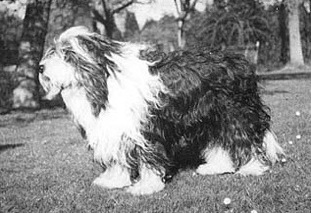 Bravado Of Bothkennar | Bearded Collie 