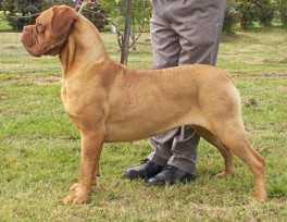 Oakview GoingDutch | Dogue de Bordeaux 