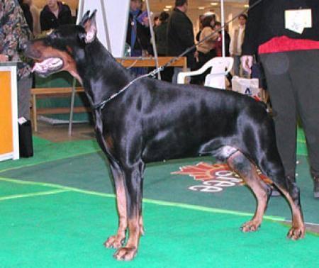 Come As You Are Bonner | Black Doberman Pinscher