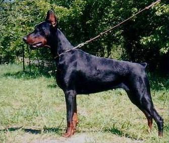 Hainide Kea-Kleopatra | Black Doberman Pinscher