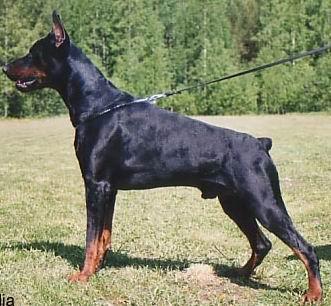 Tango Prinz Betelges | Black Doberman Pinscher