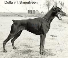 Della v.'t Smeulveen | Brown Doberman Pinscher