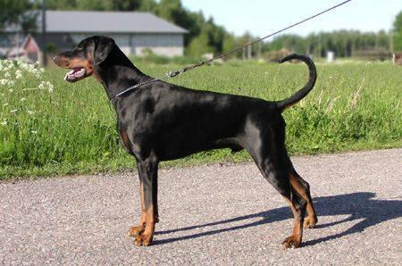 Zonsierraz Obelix | Black Doberman Pinscher