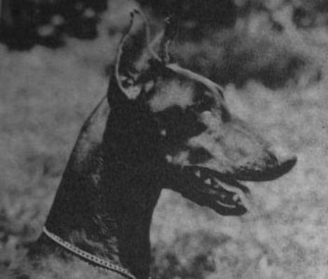 Juanita v. Franckenhorst | Black Doberman Pinscher