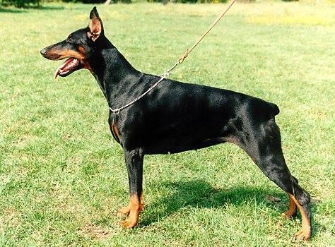 Baucis v. Nymphenburg | Black Doberman Pinscher