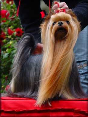 UNI TOP Stribne Prani | Yorkshire Terrier 