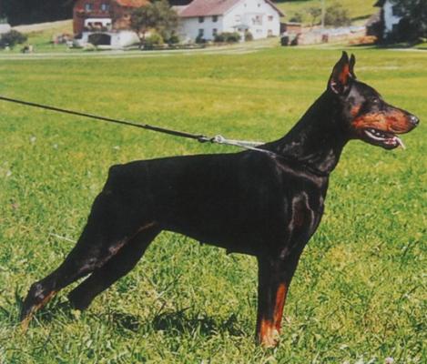 Miss Mona v. Heckendorf | Black Doberman Pinscher