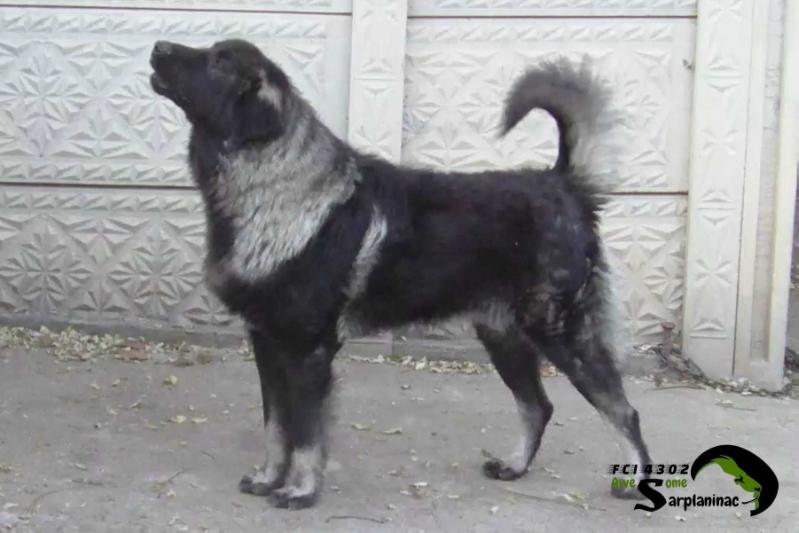 Bux FCI 4302 | Yugoslavian Shepherd Dog-Sarplaninac 