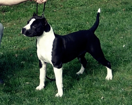 Imperial Panda Bear | American Staffordshire Terrier 