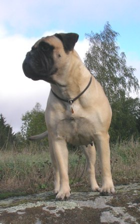 Bullberry Ragtime | Bullmastiff 