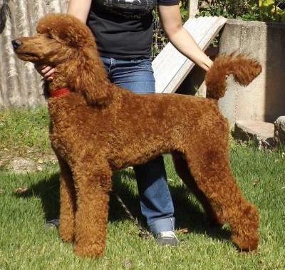 Mister red Quindim | Poodle 