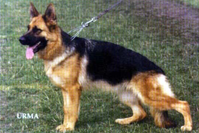 Bonnie de Valdovin | German Shepherd Dog 