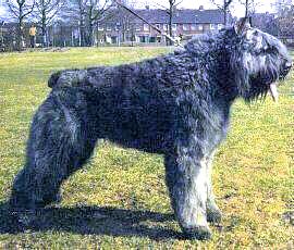 Spencer Jordina v.d. Boeversgarden | Bouvier des Flandres 