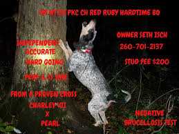 Red Ruby Hardtime Bo | American English Coonhound 