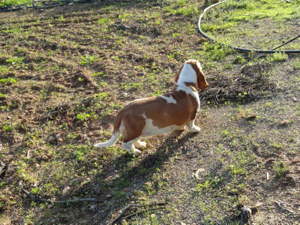 Abigail de la antiga torre | Basset Hound 