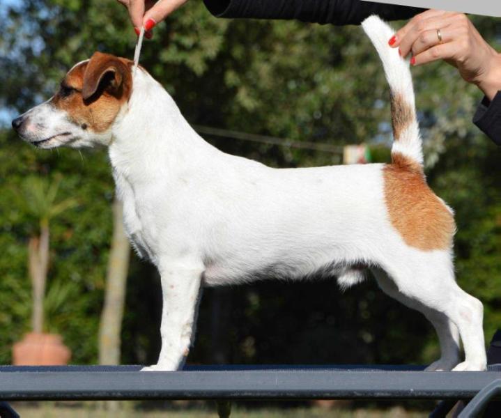 NICE NIKO DIAMANTE VIOLETTA JACK KENNEL | Jack Russell Terrier 