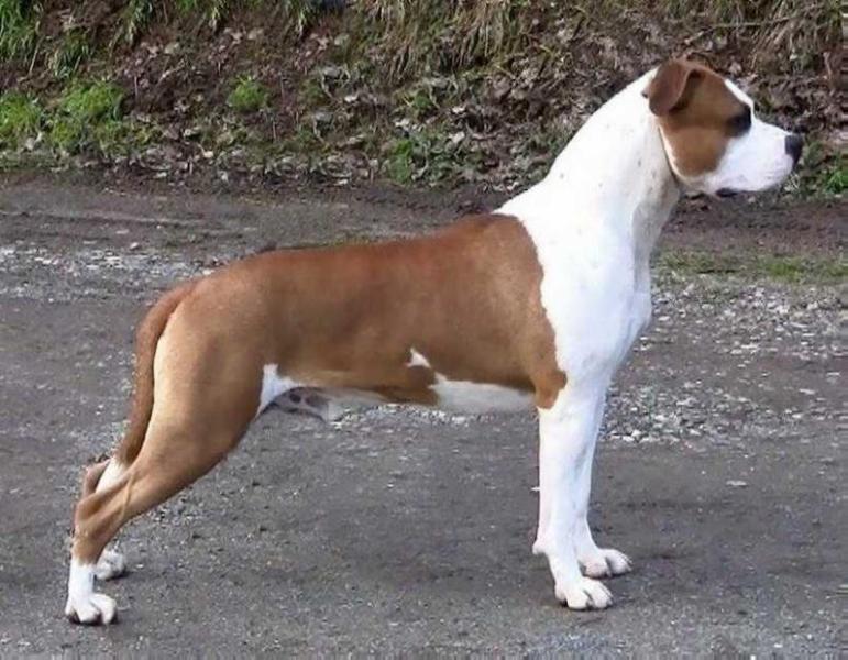 Piai TZH Red Rum | American Staffordshire Terrier 