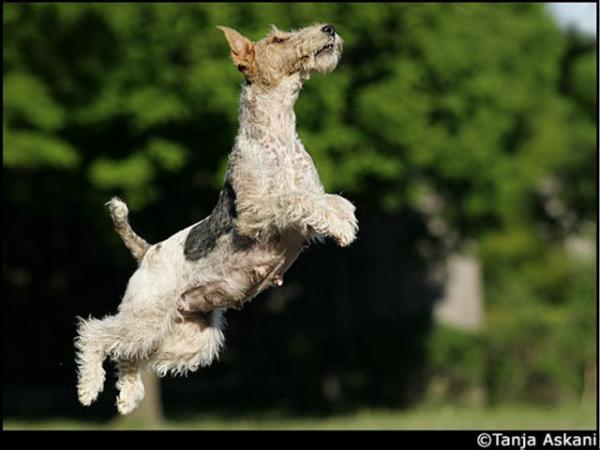 Bea vom Tierberger Park | Wire Fox Terrier 