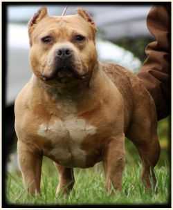 Cornerstone Bloodlines Yogi Bear | American Pit Bull Terrier 