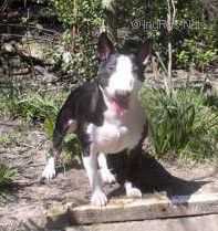 ALCEE LOU PROUVENCAOU DU BOIS DE ZELKOVA | Miniature Bull Terrier 